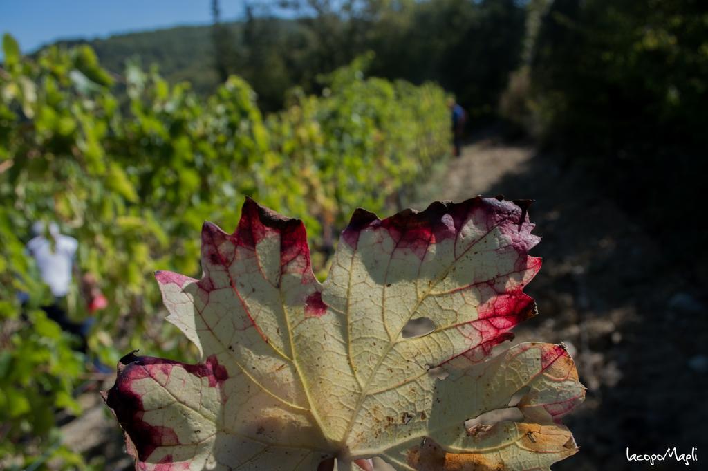 Agriturismo Montecorboli Villa Barberino di Val dʼElsa Eksteriør billede